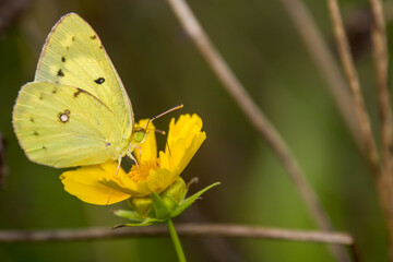 beautiful orange sulfur butterfly, on a yellow flower