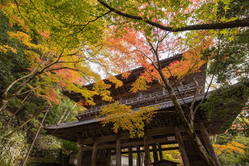 日本　滋賀県東近江市にある永源寺の山門と紅葉