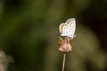 beautiful of Silver-studded blue butterfly, on dry flower