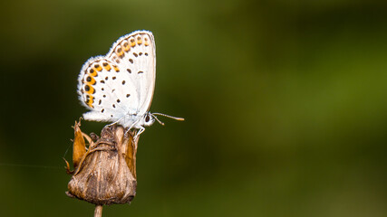 beautiful of Silver-studded blue butterfly, on dry flower