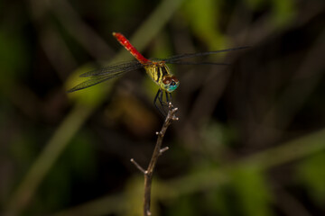 Sympetrum frequens dragonfly perched on a dry flower