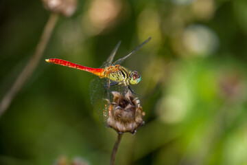 Sympetrum frequens dragonfly perched on a dry flower