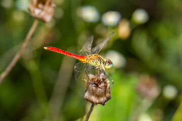 Sympetrum frequens dragonfly perched on a dry flower