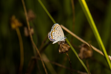 beautiful of Silver-studded blue butterfly, on dry flower