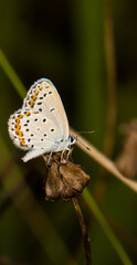 beautiful of Silver-studded blue butterfly, on dry flower