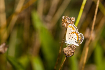 beautiful of Silver-studded blue butterfly, on dry flower
