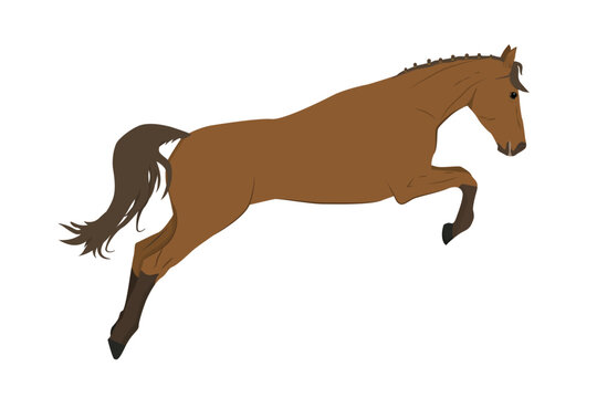 vector illustration of a running and jumping horse in brown color isolated on a white background. The theme of equestrian sports, training and animal husbandry. 
