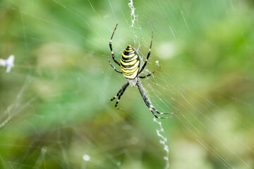 wasp spider (Agriope bruennichi) in it's orb-web with some prey.