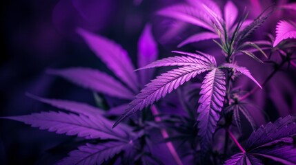 Cannabis plant growing under purple lights in indoor plantation farm. - Powered by Adobe
