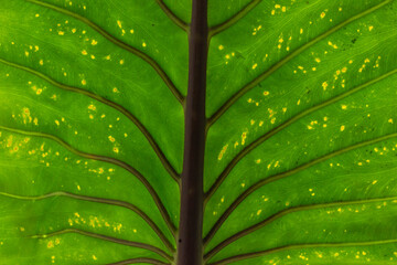 View of green leaf texture for background