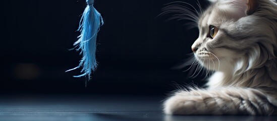 Whimsical Feline with Fluffy Feather Hat - Playful Cat Fashion and Purrfect Accessories