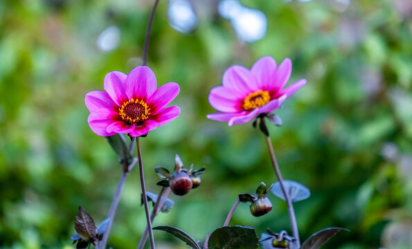 Anemone Japanese Pamina in the garden close-up.