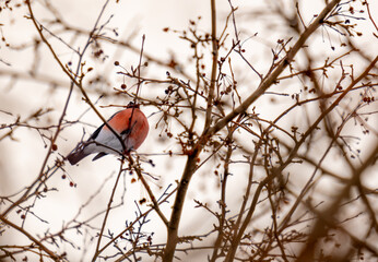 A bullfinch bird on a tree branch among berries.