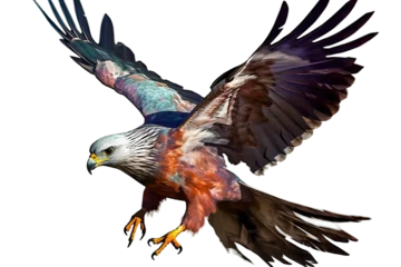 Fotobehang isolated hawk painted flying bird © akk png