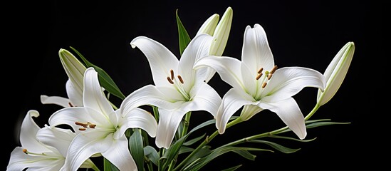 Elegant Vase Filled with Beautiful White Flowers Blossoming in Bright Sunlight