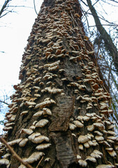 Trichaptum biforme - commonly known as the violet-pored bracket fungus, purple tooth, NJ