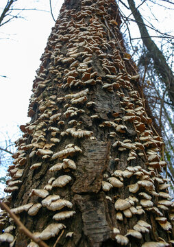 Trichaptum biforme - commonly known as the violet-pored bracket fungus, purple tooth, NJ