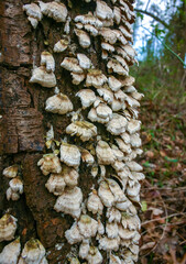 Trichaptum biforme - commonly known as the violet-pored bracket fungus, purple tooth, NJ