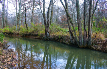 Fototapeta na wymiar Autumn forest in a public park, old trees growing along a small river falling into the water, NJ