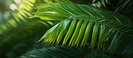 Detailed Close-Up of Green Palm Leaf - Nature's Texture and Vibrancy