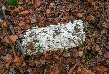 Tree-destroying saprophytic fungi (Trichaptum biforme), commonly known as the violet-pored bracket...