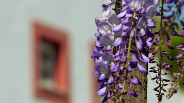 Focus transition: Wisteria sinensis, commonly known as the Chinese wisteria, is a species of flowering plant in the pea family, native to China, in the provinces of Guangxi, Guizhou, Hebei, and Yunnan
