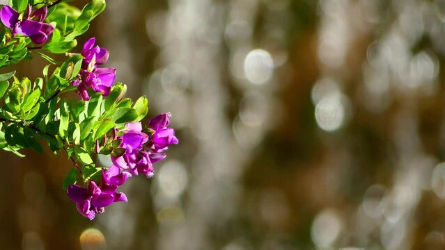 Polygala myrtifolia, the myrtle-leaf milkwort, is an evergreen tall South African shrub or tree, from Clanwilliam in Western Cape to KwaZulu-Natal. It belongs to the milkwort family of Polygalaceae.
