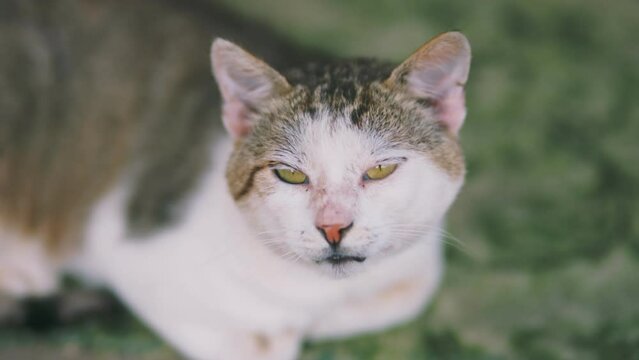 close-up portrait of a homeless cat on a green background