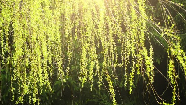 Willows, also called sallows, and osiers