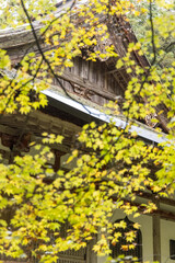 日本　滋賀県東近江市にある湖東三山の一つ、百済寺の本堂と紅葉
