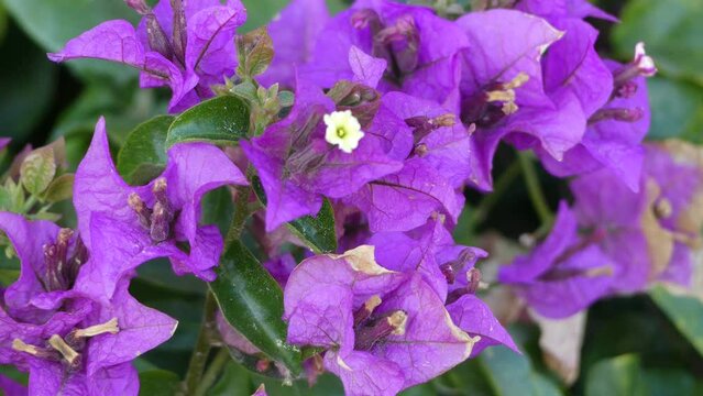 Bougainvillea are known as pokok bunga kertas