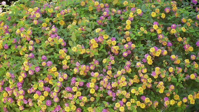 Lantana camara (common lantana) is species of flowering plant within verbena family (Verbenaceae). Big-sage (Malaysia), wild-sage, red-sage, white-sage (Caribbean), tickberry and umbelanterna.