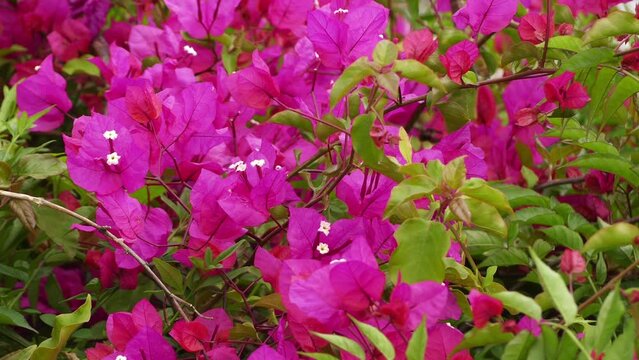 Bougainvillea are known as pokok bunga kertas