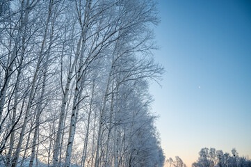 冬の北海道美瑛町の風景