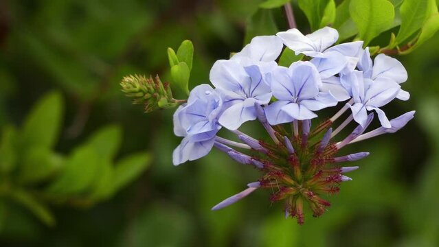 Plumbago auriculata (blue plumbago)