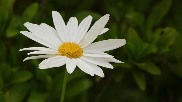 Matricaria chamomilla (recutita)