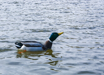 The mallard or wild duck (Anas platyrhynchos), wild duck in a lake in suburban New Jersey, USA