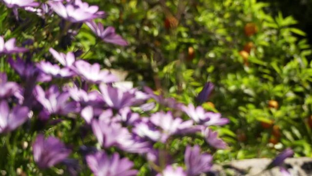 Dimorphotheca ecklonis or Osteospermum, (Cape marguerite, Van Staden's river daisy, Sundays river daisy, white daisy bush, blue-and-white daisy bush, star of the veldt) is an ornamental plant.