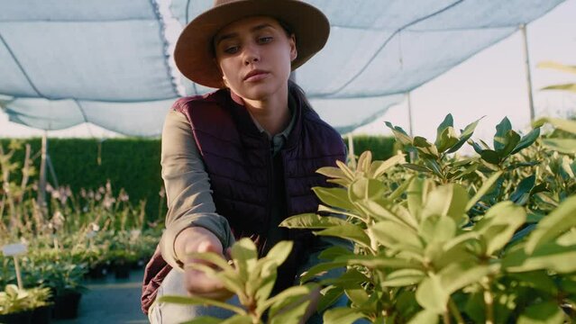Caucasian female botanist crouching and browsing plants in the plant nursery,. Shot with RED helium camera in 8K. 