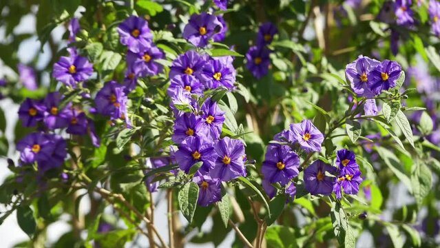 Lycianthes rantonnetii, the blue potato bush or Paraguay nightshade is a species of flowering plant in the nightshade family Solanaceae, native to South America.