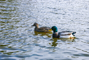 The mallard or wild duck (Anas platyrhynchos), wild duck in a lake in suburban New Jersey, USA