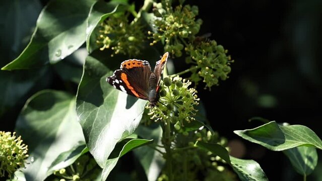 ripresa video con vista macro, in slow motion, di una bellissima farfalla con sfumature di colore nero, arancione, bianco e marrone, che si sposta lentamente sui fiori di una pianta verde, di giorno