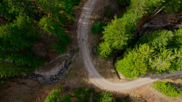 Aerial view of bicyclist riding on dirt road in mountains in coniferous forest with tall trees in sunny weather. Drone shot of cyclist traveling on unpaved road in hills in pine woods with high trees