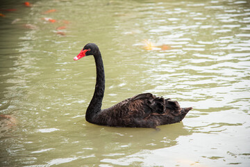 Black swans swimming in ponds in summer