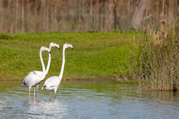 Three flamingos standing close to each other in the lake