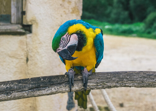 Esplendor Azul: Guacamayo Azul en Todo su Esplendor Loro