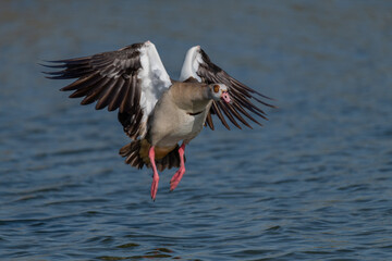 Egyptian goose in flight over the lake