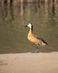 Portrait of a Fulvous whistling duck standing on the sandy banks of the lake