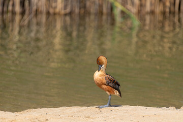 A Fulvous whistling duck preening while standing on the sandy banks of the lake