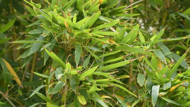 Phyllostachys aurea in Bambuseae tribe
